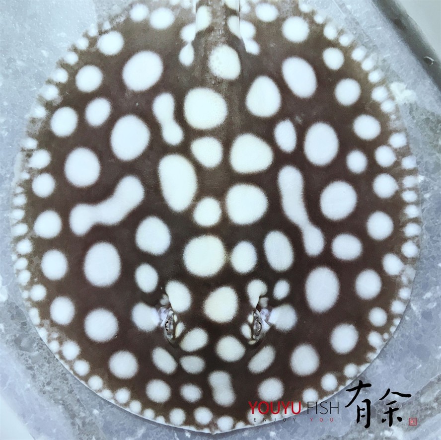 魟魚卷邊翻盤能救活嗎：魟魚卷邊翻盤能否救活[需手動填充]魚卷邊翻盤能否救活嗎 魟魚卷邊翻盤能救活嗎：魟魚卷邊翻盤能否救活[需手動填充]魚卷邊翻盤能否救活嗎 魟魚百科 第3張