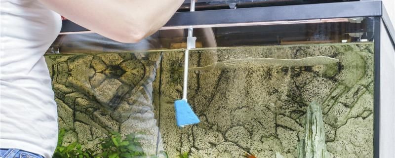 龍魚的缸里用不用打氧vs祥龍魚場(chǎng)：龍魚的缸內(nèi)是否需要打氧