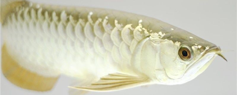 龍魚的缸里用不用打氧vs祥龍魚場(chǎng)：龍魚的缸內(nèi)是否需要打氧