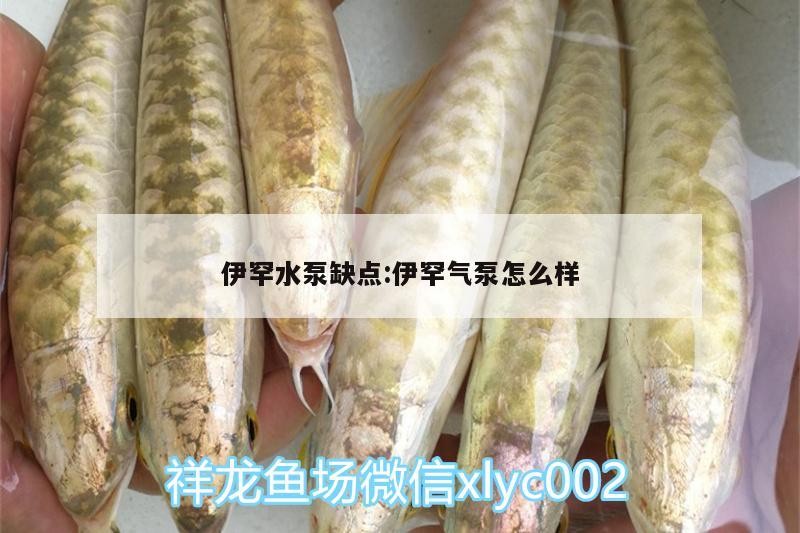 伊罕水泵缺點:伊罕氣泵怎么樣 伊罕水泵缺點:伊罕氣泵怎么樣 伊罕水族 第1張