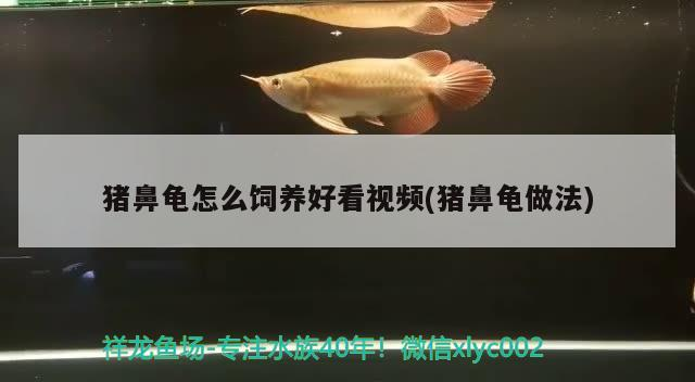 豬鼻龜怎么飼養好看視頻(豬鼻龜做法)
