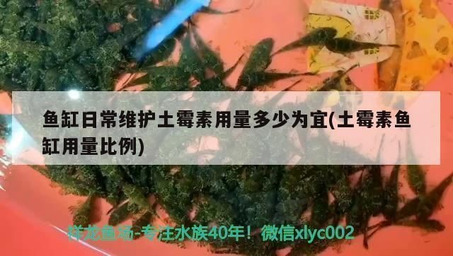 龍魚(yú)立鱗土霉素怎么放vs祥龍魚(yú)場(chǎng)：土霉素在水族箱中的使用