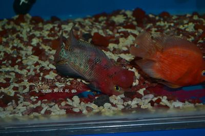 揭陽水族館vs祥龍魚場（探討揭陽水族館與祥龍魚場之間的差異之前需要明確基本信息和特點）