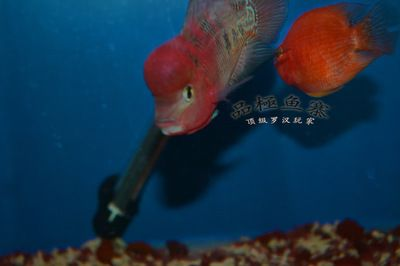 揭陽水族館vs祥龍魚場（探討揭陽水族館與祥龍魚場之間的差異之前需要明確基本信息和特點）