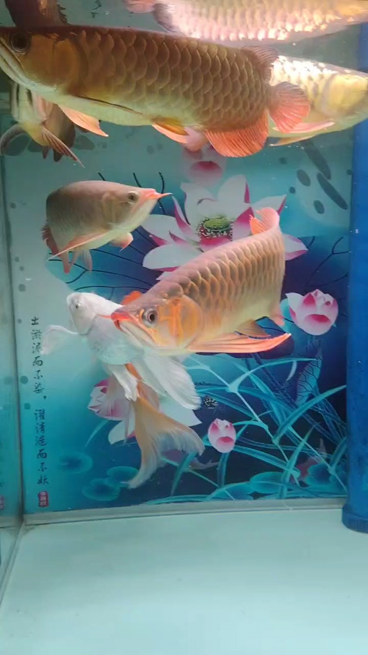 煩吧，過(guò)年的時(shí)候抖音直播間買了兩條紅龍估計(jì)四千，三條金龍三千元。七個(gè)月，五條魚(yú)長(zhǎng)成啥了。金龍不行，紅龍發(fā)的啥色呀，淺淺的黃紅。哎坑人啊，，直播間還敲鼓砸鑼的恭喜我，喜提龍魚(yú)五條。信誓諾諾的，坑爹啊。