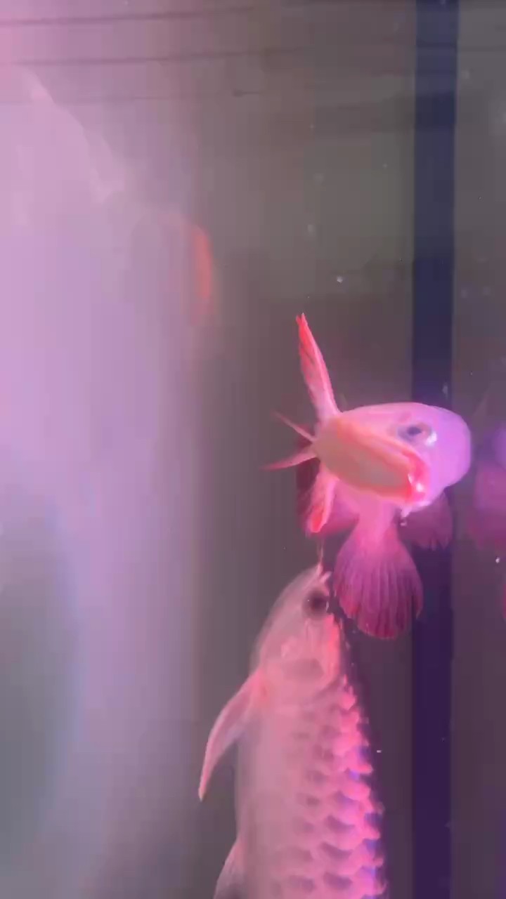 腮蓋開始發紅了嗎