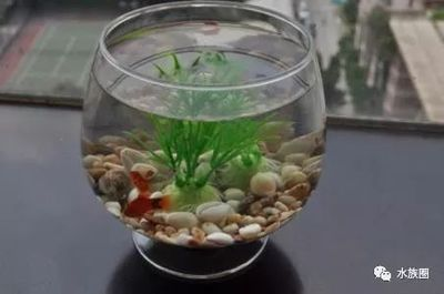 600的魚缸養什么魚：600升的魚缸養魚需要注意哪些事項魚缸養魚的注意事項