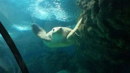 宣城水族館vs祥龍魚場（宣城水族館與祥龍魚場之間的區別）