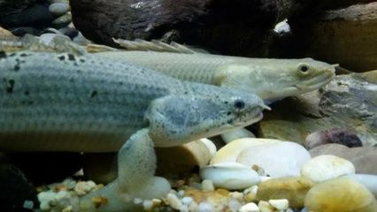 宣城水族館vs祥龍魚場（宣城水族館與祥龍魚場之間的區別）