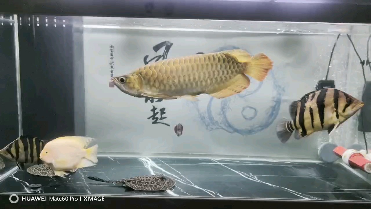 一年零4個月多點，好久沒有記錄了，記錄一下吧，現在有53公分左右了。