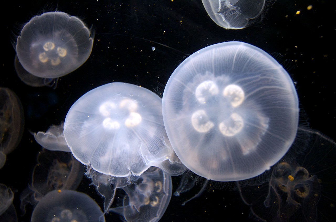 天津市西青區源源水族器材銷售店