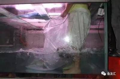 5米超大魚(yú)缸制作視頻：制作5米超大魚(yú)缸需要注意什么？ 5米超大魚(yú)缸制作視頻：制作5米超大魚(yú)缸需要注意什么？ 魚(yú)缸百科 第3張