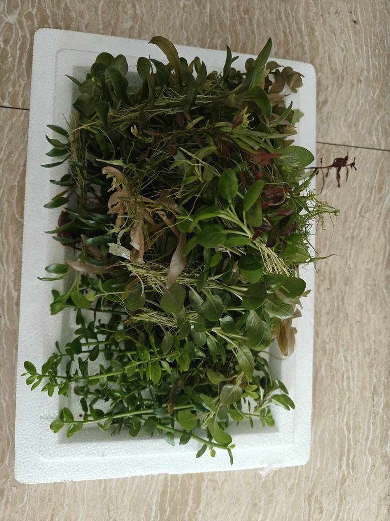 福利水草