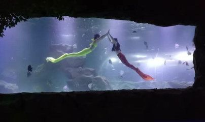 宜賓水族館vs祥龍魚場（宜賓水族館和祥龍魚場）