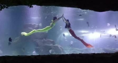 宜賓水族館vs祥龍魚場（宜賓水族館和祥龍魚場）