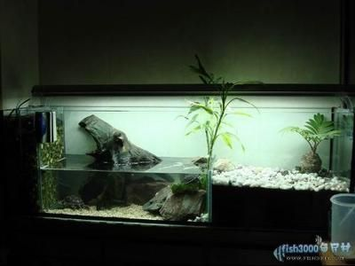 120魚缸能養(yǎng)多大的錦鯉龜：120cm的魚缸適合養(yǎng)多大的錦鯉和龜