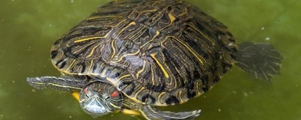 120魚缸能養(yǎng)多大的錦鯉龜：120cm的魚缸適合養(yǎng)多大的錦鯉和龜