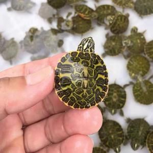 120魚缸能養(yǎng)多大的錦鯉龜：120cm的魚缸適合養(yǎng)多大的錦鯉和龜