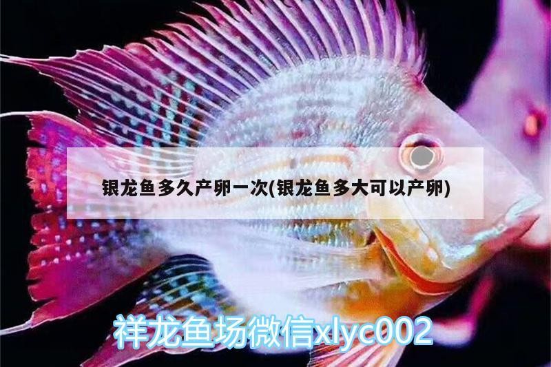銀龍魚多久產卵一次(銀龍魚多大可以產卵)