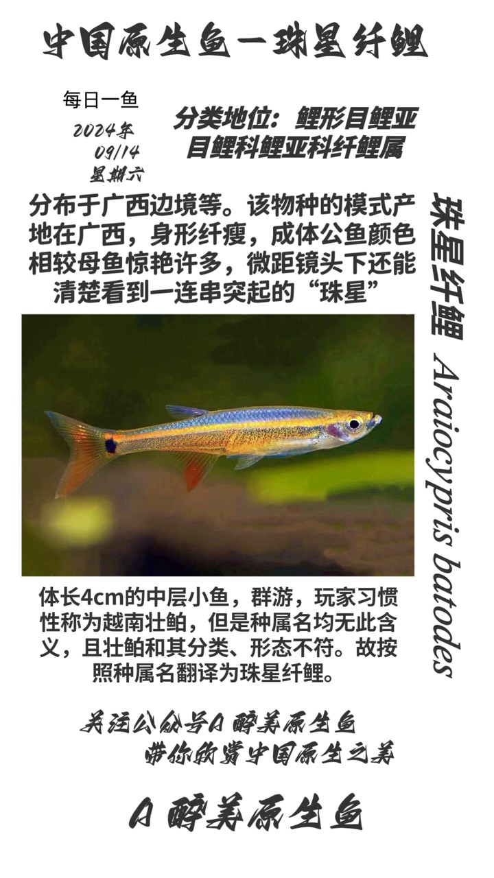 珠星纖鯉 珠星纖鯉 龍魚論壇