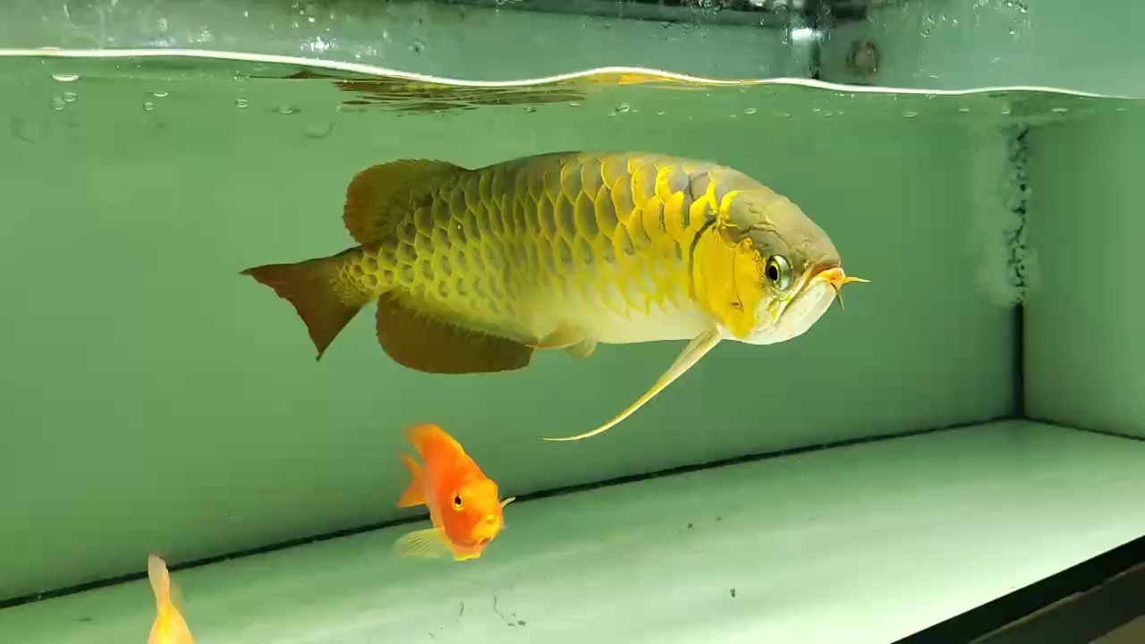 58公分！