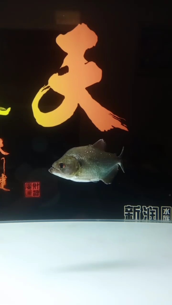 入缸第一天狀態(tài)還可以