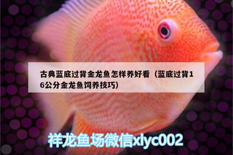 古典藍底過背金龍魚怎樣養(yǎng)好看（藍底過背16公分金龍魚飼養(yǎng)技巧）