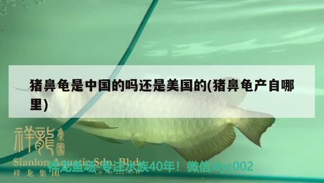 豬鼻龜是中國的嗎還是美國的(豬鼻龜產自哪里)