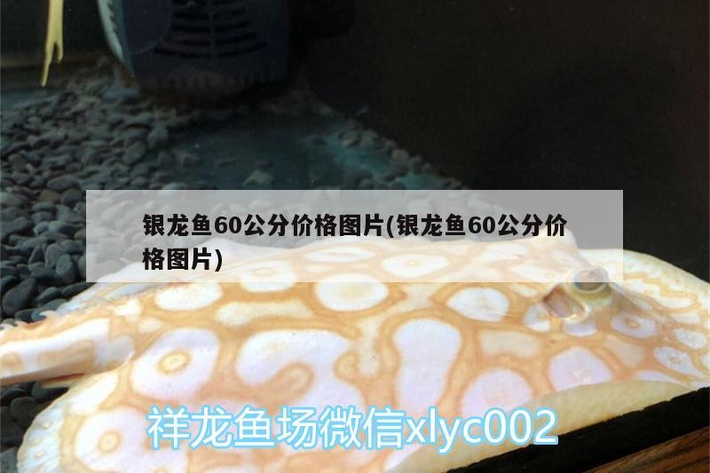 銀龍魚60公分價(jià)格圖片(銀龍魚60公分價(jià)格圖片)