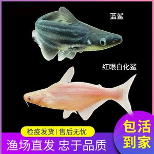 觀賞魚 虎鯊：虎頭鯊的飼養方法
