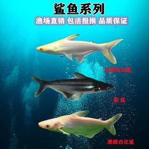 觀賞魚 虎鯊：虎頭鯊的飼養方法