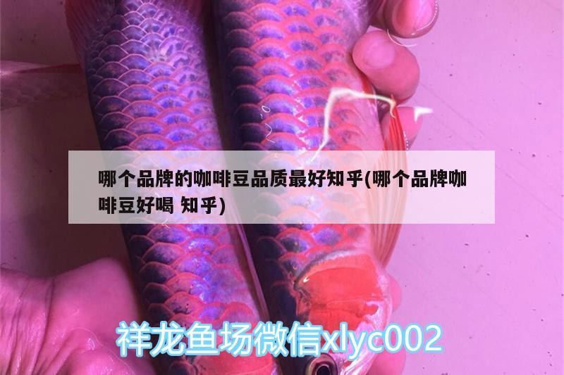 哪個品牌的咖啡豆品質最好知乎(哪個品牌咖啡豆好喝知乎)