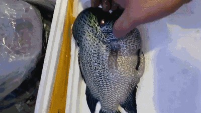 龍魚(yú)死亡之謎：龍魚(yú)死亡之謎的可能原因：龍魚(yú)死亡可能由于意外事故導(dǎo)致