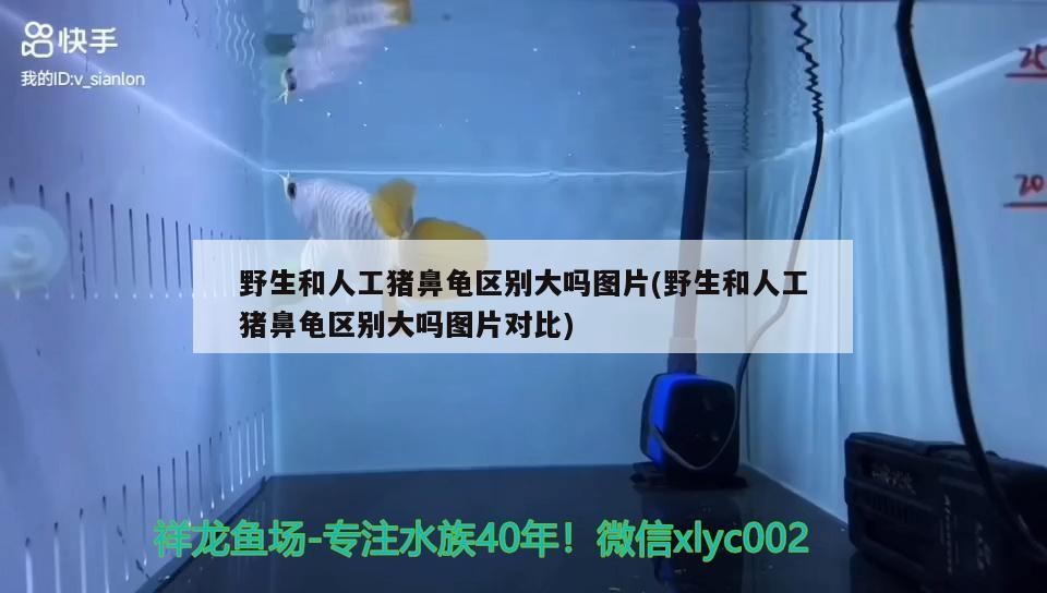 野生和人工豬鼻龜區別大嗎圖片(野生和人工豬鼻龜區別大嗎圖片對比)