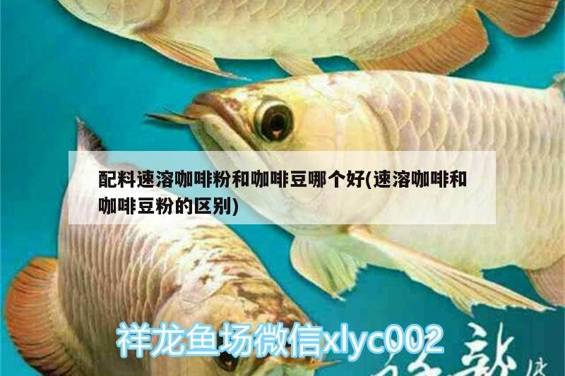 配料速溶咖啡粉和咖啡豆哪個好(速溶咖啡和咖啡豆粉的區(qū)別)