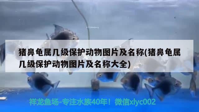 豬鼻龜屬幾級保護動物圖片及名稱(豬鼻龜屬幾級保護動物圖片及名稱大全)