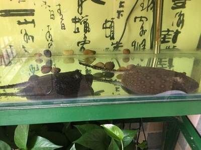 邯鄲龍魚vs祥龍魚場（邯鄲龍魚與祥龍魚場之間的區別）