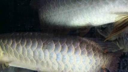 邯鄲龍魚vs祥龍魚場（邯鄲龍魚與祥龍魚場之間的區別）