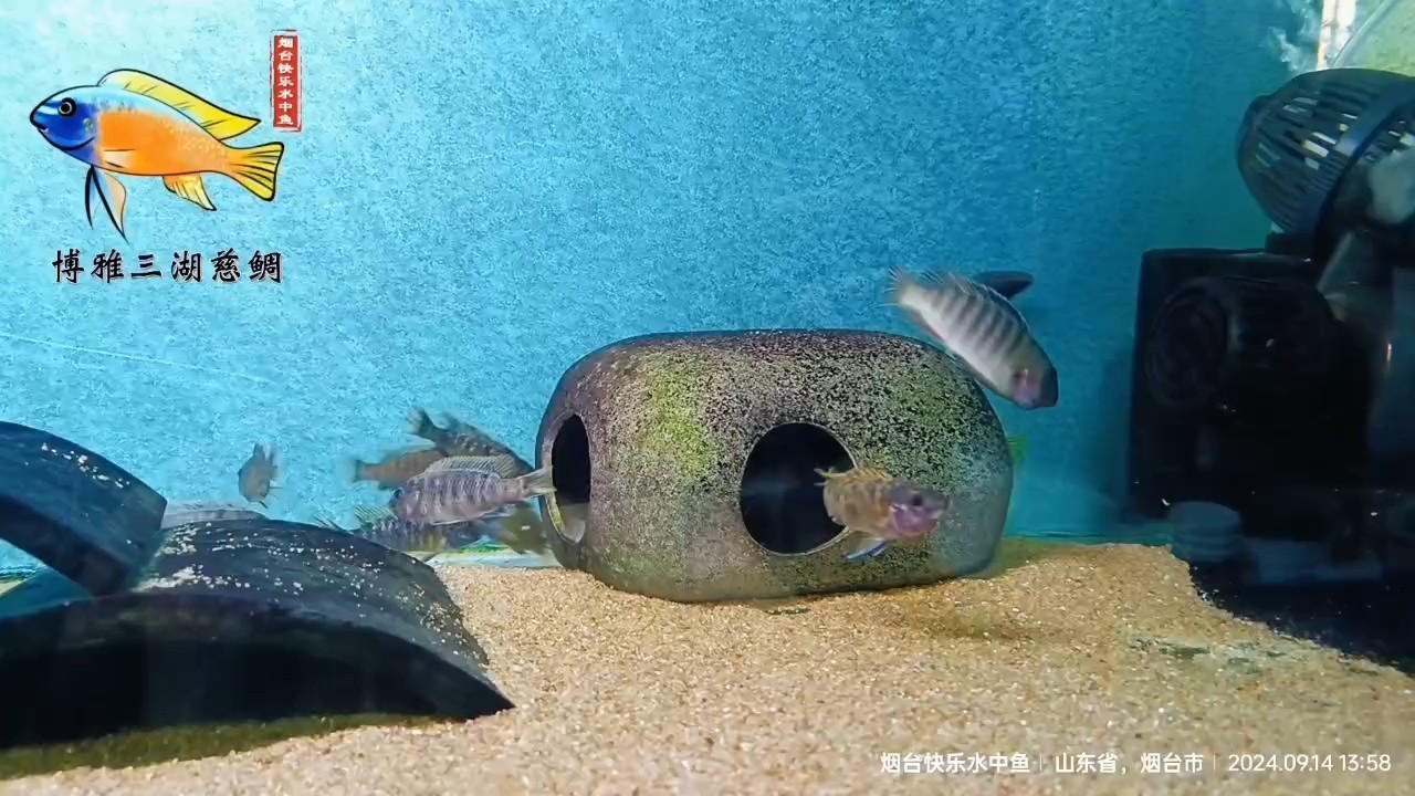 魚兒們的春天來了！