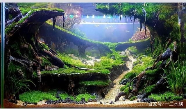 50厘米魚缸造景用多少石頭：50厘米的魚缸造景用多少石頭