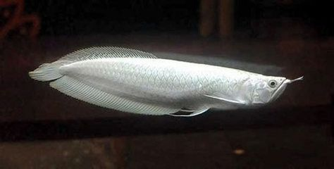 東營龍魚vs祥龍魚場（東營龍魚養殖和出口領域具有較高的專業水平和國際聲譽） 東營龍魚vs祥龍魚場（東營龍魚養殖和出口領域具有較高的專業水平和國際聲譽） 全國水族館企業名錄 第5張