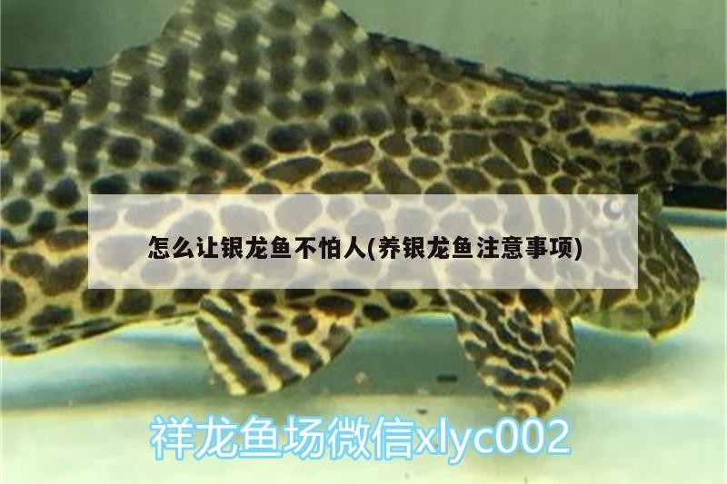 怎么讓銀龍魚不怕人(養銀龍魚注意事項)