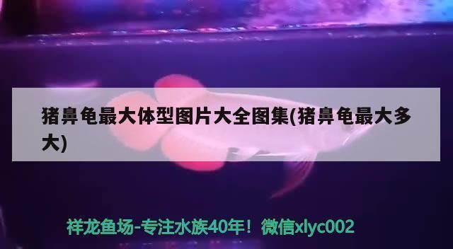 豬鼻龜長(zhǎng)得快不快：豬鼻龜長(zhǎng)得快嗎