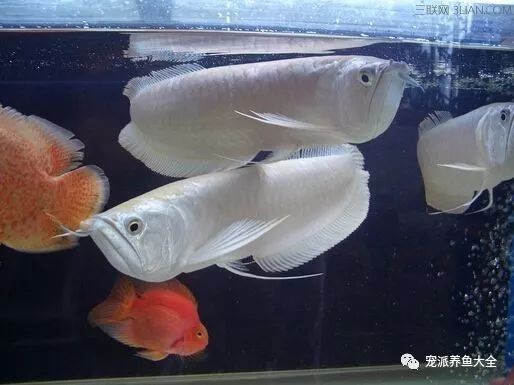 龍魚水溫過低的挽救vs祥龍魚場(chǎng)：龍魚水溫過低時(shí)的挽救方法與祥龍魚場(chǎng)的關(guān)系
