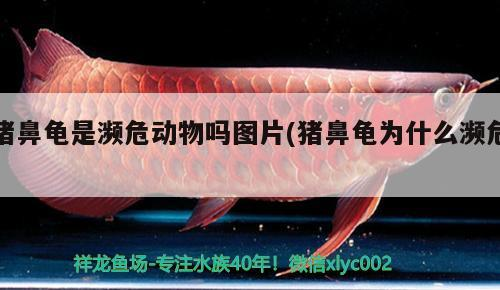 豬鼻龜是瀕危動(dòng)物嗎圖片(豬鼻龜為什么瀕危)