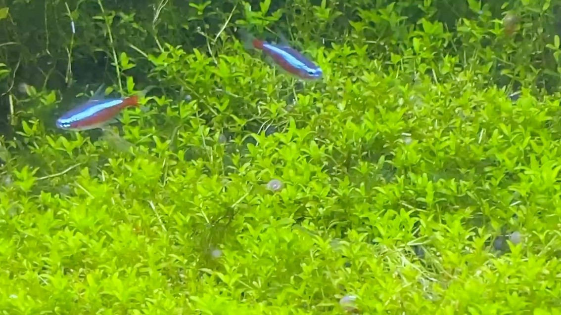 珍珠草