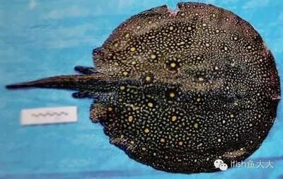 皇冠珍珠魟魚好養嗎：珍珠魟魚好養嗎