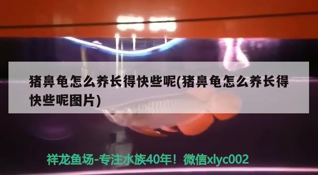 豬鼻龜怎么養長得快些呢(豬鼻龜怎么養長得快些呢圖片)