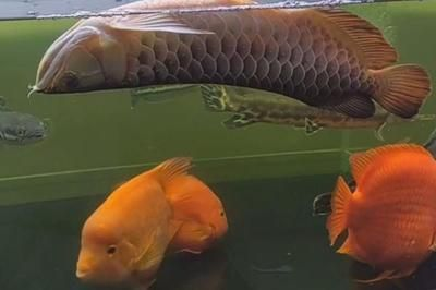 紅龍魚單養好還是混養好：紅龍魚混養與單養的區別