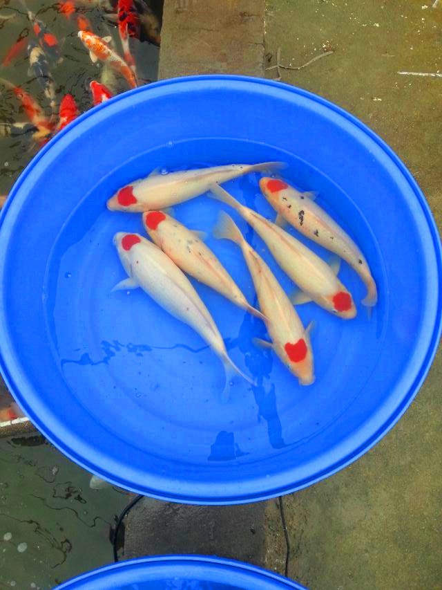 博特水族生活館